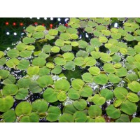 PHYLLANTHUS FLUITANS, pianta galleggiante rossa per acquario o laghetto