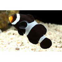Amphiprion OCELLARIS Black (Pesce Pagliaccio nero - Ocellaris clownfish)...