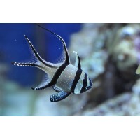 Pterapogon kauderni - Pesce cardinale - allevamento