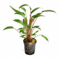 CRYPTOCORYNE LUCENS XXL alta 30-35 cm - pianta facile da primo piano o...