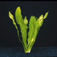 Echinodorus Major in vasetto, pianta facile a foglia larga
