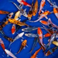 Carpa koi color mix 6-10 cm - pesce da laghetto giapponese - Cyprus Carp...
