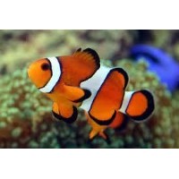 Amphiprion PERCULA 5-6 cm (Pesce Pagliaccio - Percula clownfish) -...