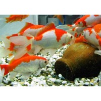 Sarasa, pesce rosso 5-7 cm - Carassius auratus