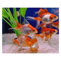 Orifiamma red & White 4-6 cm - Oranda - Pesce rosso - Carassius auratus