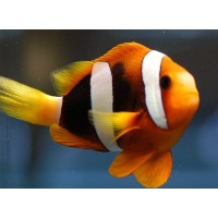 Amphiprion CLARKII/Sebae (Pesce Pagliaccio coda gialla)