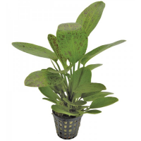Echinodorus ozelot green in vasetto, pianta facile a foglia larga