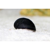 Neritina sp. Black Helmet 2 cm mangia alghe nere a pennello