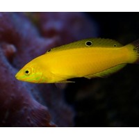 Halichoeres chrysus - Pesce banana - pesce cardellino - labride