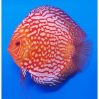 Symphysodon Discus Pigeon Blood Red - Stendker