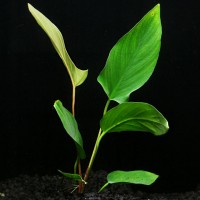 Anubias Hastifolia, pianta facile a foglia larga