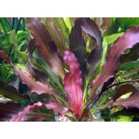 Echinodorus Rubin in vasetto, pianta facile a foglia larga