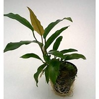 Anubias Minima, pianta facile a foglia larga