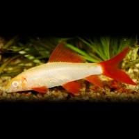 Labeo Frenatus Albino- Squaletto arcobaleno - 5-6 cm - Epalzeorhynchos...