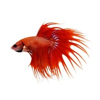 Betta splendens crowntail red, pesce combattente maschio