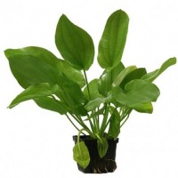 Echinodorus Ipica in vasetto, pianta facile a foglia larga