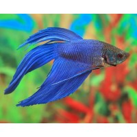 Betta splendens veiltail blue XL, pesce combattente maschio 4,5 cm