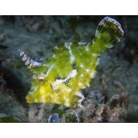 Acreichthys Tomentosus - Pesce Lima - mangia aiptasia