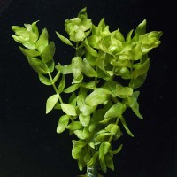 Bacopa Caroliniana, pianta facile da sfondo