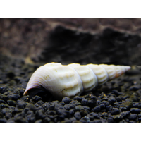 Lumaca Brotia Herculea White Snail 5-6 cm