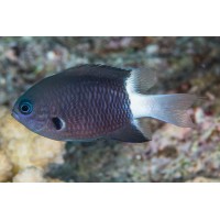 Chromis Margaritifer - Damigella Bicolor - pesce pacifico da branco