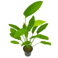 Echinodorus Peruensis in vasetto, pianta facile a foglia larga