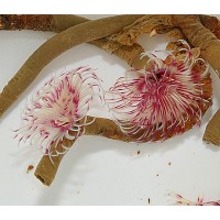 Spirografo Sabellastarte sp. red-white - rosso e bianco