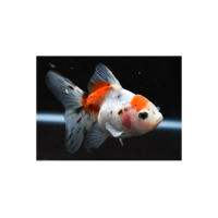 Orifiamma Calico 4-6 cm - Oranda - Pesce rosso - Carassius auratus