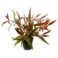 Alternanthera Reineckii - pianta rossa a crescira rapida in vasetto