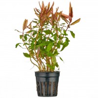 Ammania Gracilis - pianta rossa a crescira rapida in vasetto