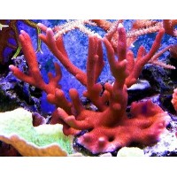 Montipora Digitata Rossa - Coralo duro SPS- frag 3-4 cm