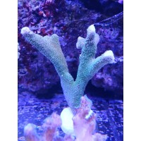 Montipora Digitata Blue - Coralo duro SPS- frag 6-8 cm