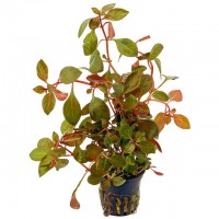 Ludwigia Repens - pianta rossa a crescira rapida in vasetto