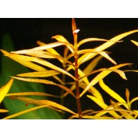Ludwigia Arcuata - pianta rossa a crescira rapida in vasetto