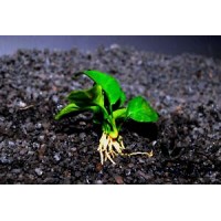 ANUBIAS BONSAI, piccola pianta epifita da primo piano in vasetto