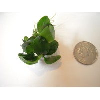 ANUBIAS PETITE, piccola pianta epifita da primo piano
