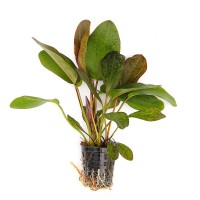 Echinodorus ozelot red in vasetto, pianta facile a foglia larga