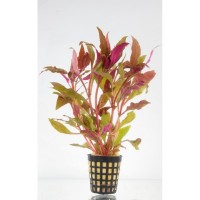 Alternanthera Splendida - pianta rossa a crescira rapida in vasetto