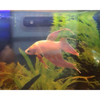 Betta splendens Veiltail Pink - FOTO REALE - pesce combattente maschio 5 cm