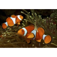 Amphiprion OCELLARIS (Pesce Pagliaccio - Ocellaris clownfish) - allevamento