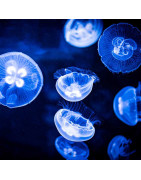 Jellyfish/Meduse Passion